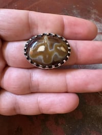 داوودي • احمر • بغداد