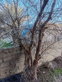 شجر اليريدو • الزويه