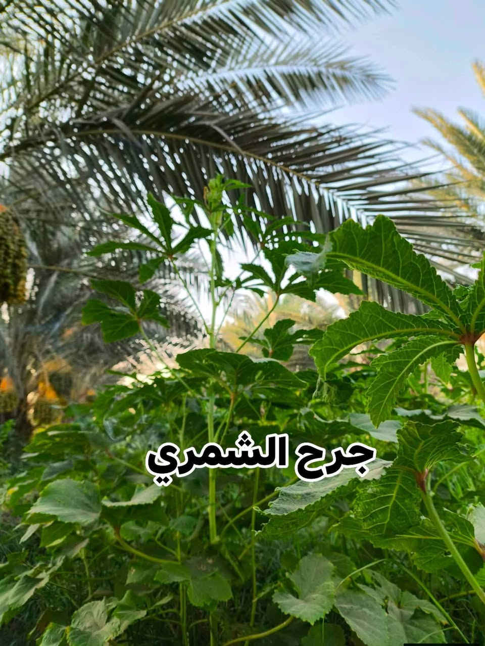 السلام عليكم/ للراغبين بالشراء بذور بانية نوع حسيناوية معرب
#يوجد توصيل على حساب المشتري حصرا بكربلاء المقدسة فقط
 نفس النوعية بالصور متوفر عندي كميه محدوده مكاني بطويريج 
الشراي يراسلني وبالخدمة ( كميه محدوده)
 سعر الكيلو ٢٥ قفل ( فترة الزراعة في نصف شهر الـ٣ )


**إذا كنت صاحب هذا الإعلان وتريد حذفه لأي سبب، رجاءا أرسل رسالة إلى الدعم الفني**