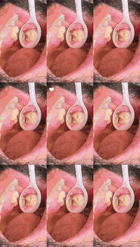 عيادة جوهرة الحياة لطب الأسنان ✨
حيث تلتقي الخبرة بالجمال… وتبدأ ابتسامتك بثقة
نقدّم لكم باقة متكاملة من خدمات طب وتجميل وجراحة الأسنان بأحدث التقنيات العالمية، وتشمل:

🦷 تقويم الأسنان بجميع أنواعه.

🦷 زراعة الأسنان المتطورة بأعلى معايير الدقة والثبات.

🦷 تصميم وتجميل ابتسامة الأسنان.

🦷 حشوات الأسنان الحديثة. التجميلية والعلاجية.

🦷 قلع الأسنان العادي والجراحي.

✔️ ضمان جودة العمل والمواد المستخدمة.

✔️ مركز تخصصي متكامل.

✔️ كادر طبي من أطباء
 واختصاصيين ذوي خبرة عالية.

جوهرة الحياة… لأن ابتسامتك تستحق الأفضل 💎

📌 الدورة _ المهدية الثانية _ مقابل جامع شاهين الكبيسي. 

📞 *********** 

 #صحة #طب #أسنان #صحة_الاسنان #مجمع_الحياة_الطبي_لصحة_افضل
