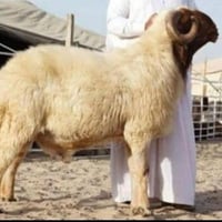 كصاب • عيد • ذبيحة