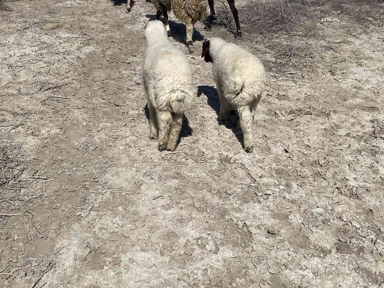 زوج فحله ب455 مكاني سماوه


**إذا كنت صاحب هذا الإعلان وتريد حذفه لأي سبب، رجاءا أرسل رسالة إلى الدعم الفني**