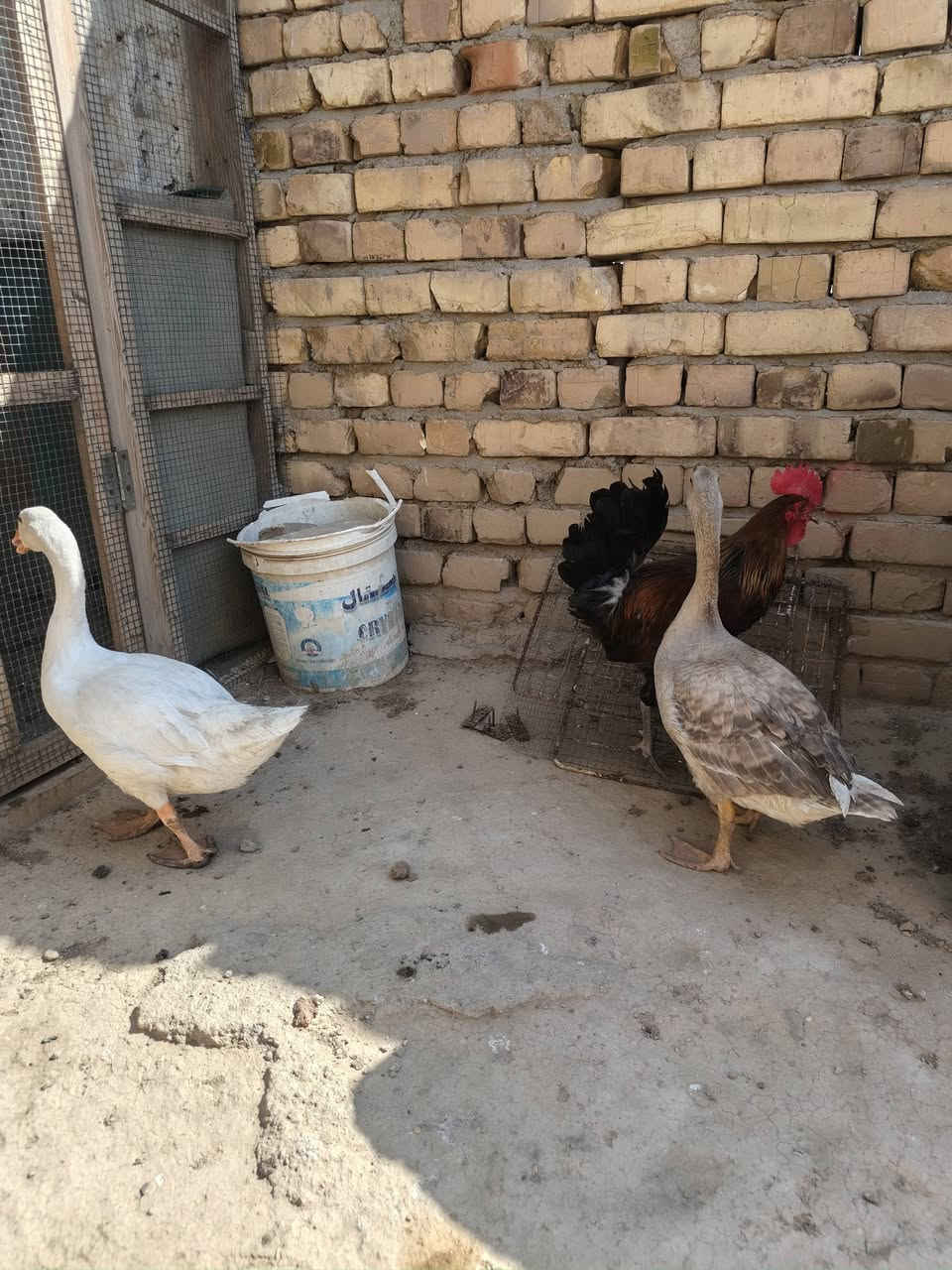 عندي زوج بطوط سعرهن ٤٠  وزوج ديوجه سعرهن ٣٠
وبلي ٢ سعره ٤٥ ومنفاخ يشتغل على جداحة السياره سعره ١٥
بطوط ٤٠
ديوجه ٣٠
بلي2   ٤٥
منفاخ  ١٥
***********
