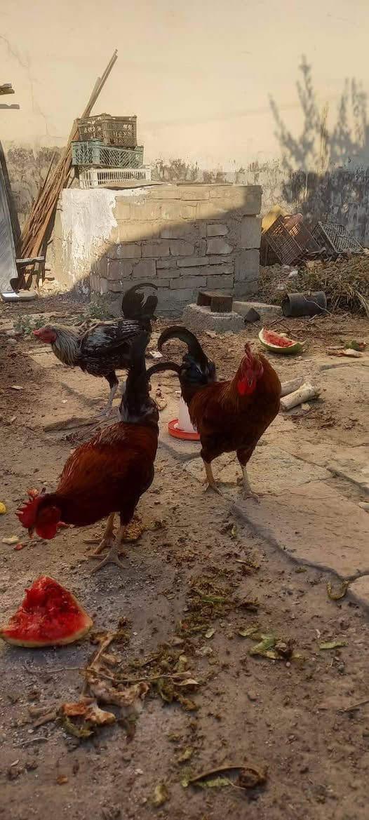 دجاج عرب وديوكة للبيع   ***********
