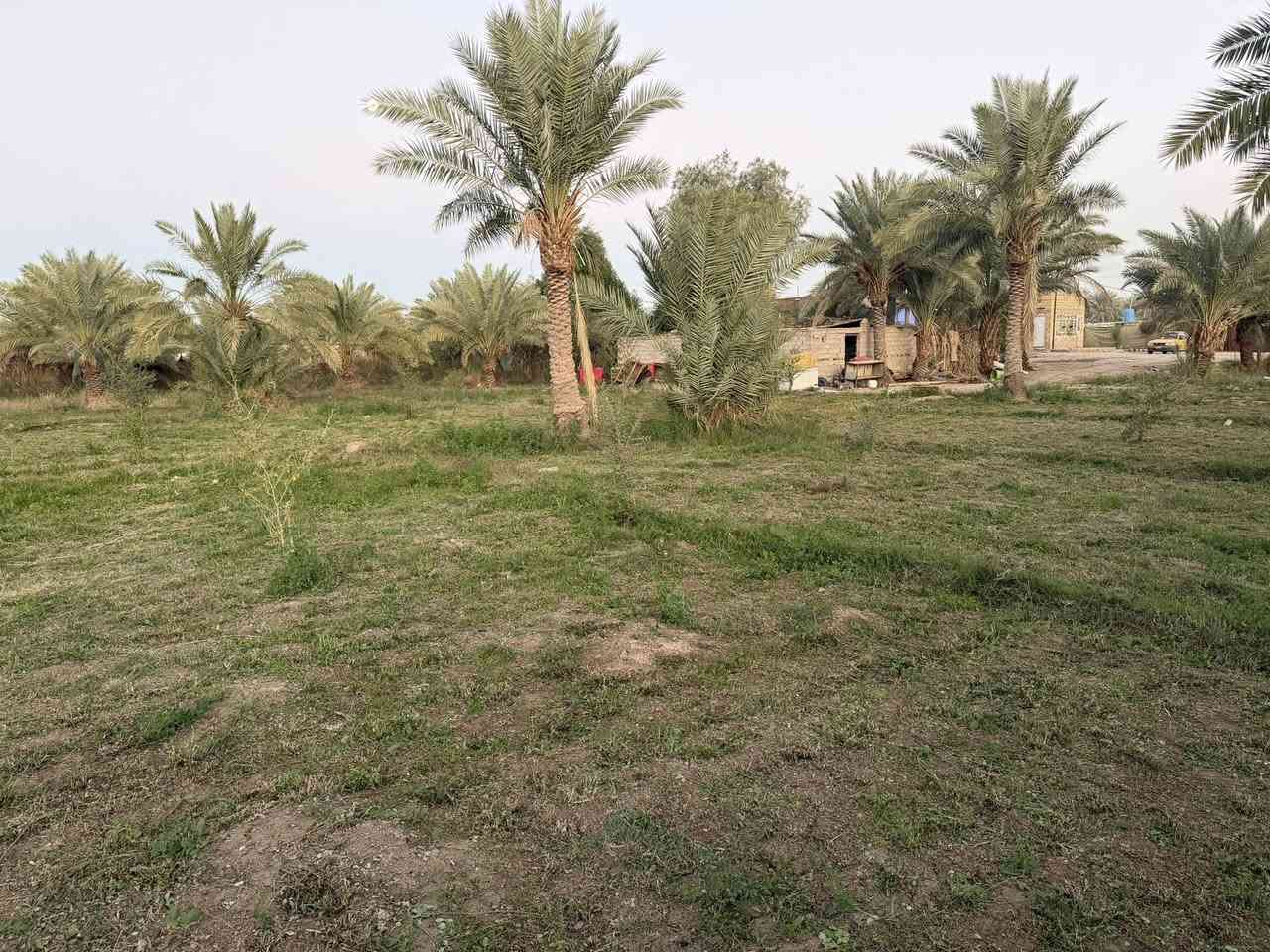 للبيع 2000مترطابو بستنا على طريق السنيه مقابل الجامعه الاسلاميه الجديده تبعد عن الشارع العام ١٥٠ متر كامل الخدمات ماء سقي ماء اساله كهرباء وطني ومولدات شارع  وبيها أنواع النخيل مسيجه بالكامل تحويل بسم المشتري ترهم مراوس نقدي يبقه مبلغ انتظرك عليه حسب التفاق للستفسار تعال خاص اواتصل ***********واتساب
***********
