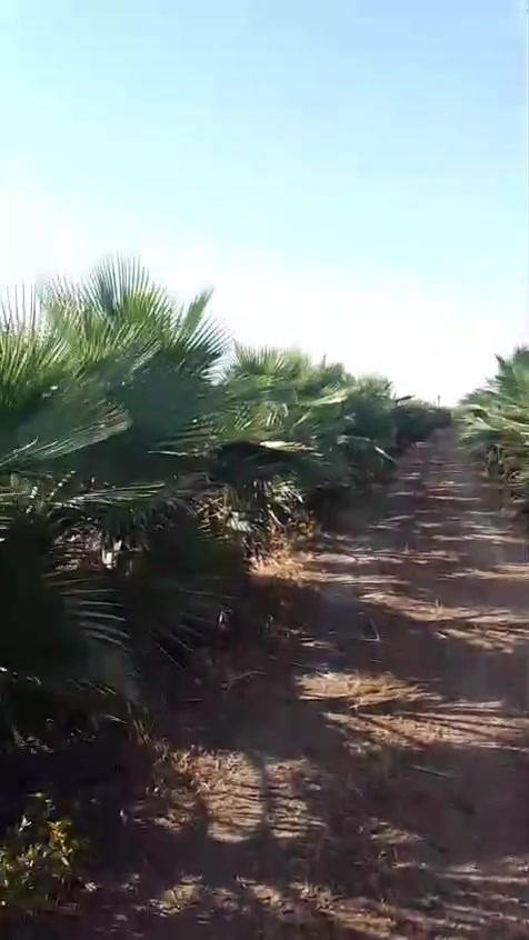 نخل للبيع الاتمينة جد مناسبة رقم الهاتف صاحب الضيعة 
0602835142


**إذا كنت صاحب هذا الإعلان وتريد حذفه لأي سبب، رجاءا أرسل رسالة إلى الدعم الفني**
