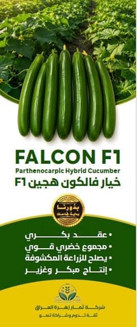 نقدم لكم صنف الخيار الهجين الفاخر "فالكون F1" (FALCON F1) البكري الممي...
