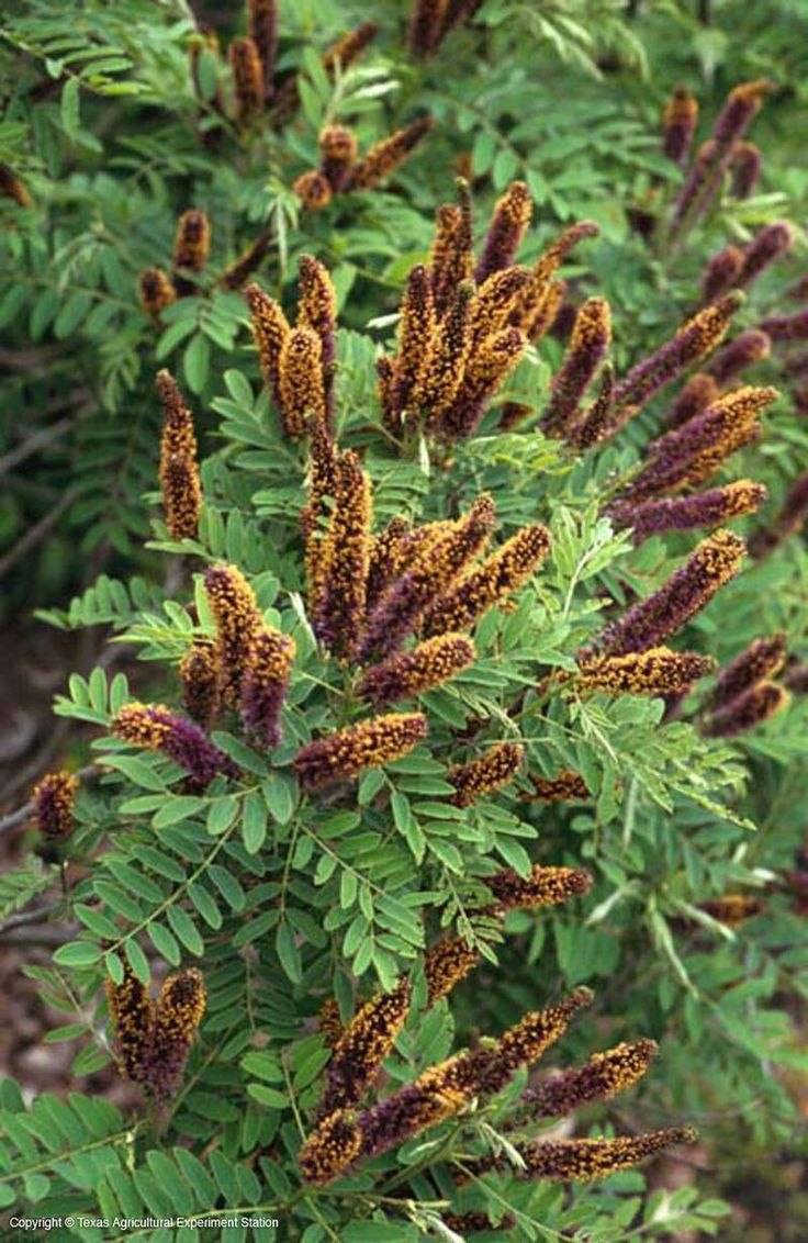 🌿 مشتل سلفينيا 🌿
توفرت شتلات اكاسيا بنفسجية (Amorpha fruticosa) 🟣🌿

 
📏 الارتفاع:متر وربع تقريبا 
💰 السعر: 10 آلاف
🚚 التوصيل: متوفر لجميع المحافظات 🌹

🌿 المواصفات:
شجيرة زينة مميزة بأزهار بنفسجية جذابة 🟣
تُعرف أيضاً باسم False Indigo
سريعة النمو وقابلة للتجديد بعد التقليم
تزهر لفترة طويلة (من آذار إلى أيار)
🌞 التحمل:
تتحمل الحرارة والبرودة (حتى تحت الصفر)
تتحمل الجفاف والملوحة نسبياً بعد السنة الأولى
قليلة الإصابة بالأمراض
مناسبة لوسط وجنوب وشمال العراق

🌱 الفوائد:
تجذب النحل والفراشات (ممتازة للنحالين) 🐝
تثبت التربة وتغذيها بالنايتروجين
تستخدم للزينة وتظليل الحدائق
لها استخدامات في الأصباغ وبعض التطبيقات الزراعية


**إذا كنت صاحب هذا الإعلان وتريد حذفه لأي سبب، رجاءا أرسل رسالة إلى الدعم الفني**