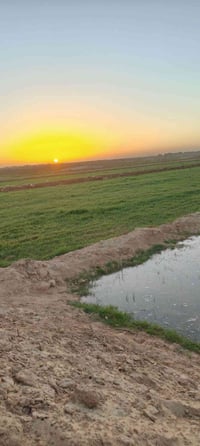 ٥٥ دونم • ٣ آبار • شنافيه صوب الخسف