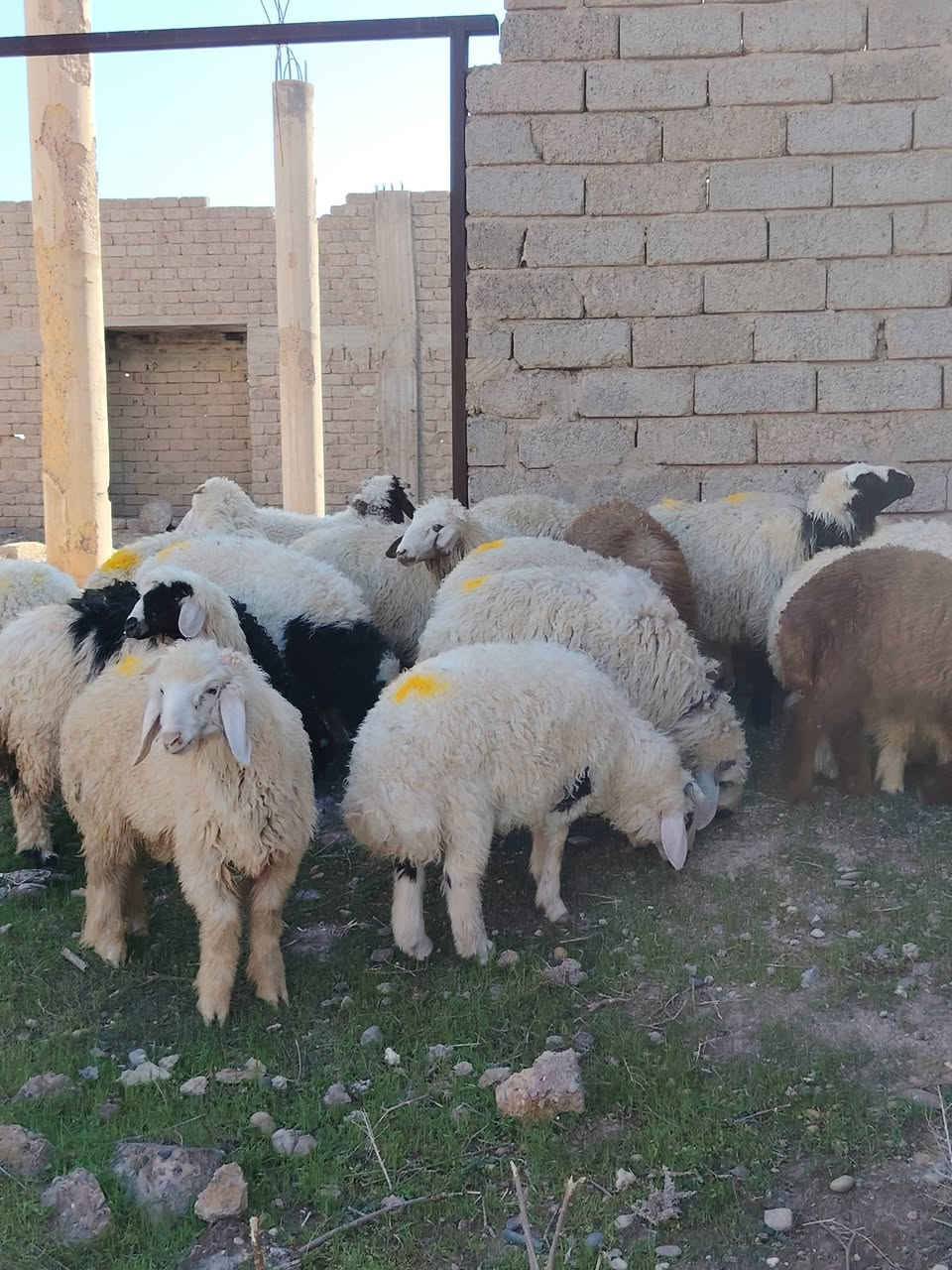 من رخصت الأدمن المحترم
اخوان أذكرو الله وصلو على النبي
للبيع طليان العدد 20+ و فطايم 4 ناصحات شرط النصاحه تريدهن ربط او ذبح درجى أولى گصه وحدة مراح واحد خشانه فول شرط مكفولات من كل عيب ابيع شلع مكاني صلاح الدين بيجي للاتصال *********** اسيا ***********
