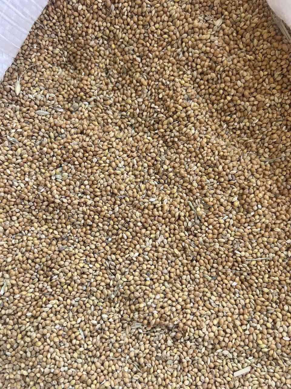 #متوفر_دخن_عراقي_للزراعه 

#متوفر_دخن_مستورد_روسي_اعلاف_للطيور 

باسعار مناسبه جدا 

جمله _ مفرد 

المكان : ذي قار _ الفجر _ مقابل اسواق نصير خشان 

للاستفسار 

***********
