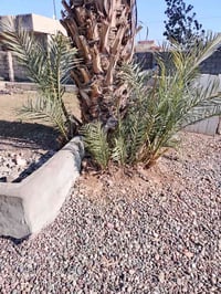 نخله مل تمر للبيع أنثى 07740901473