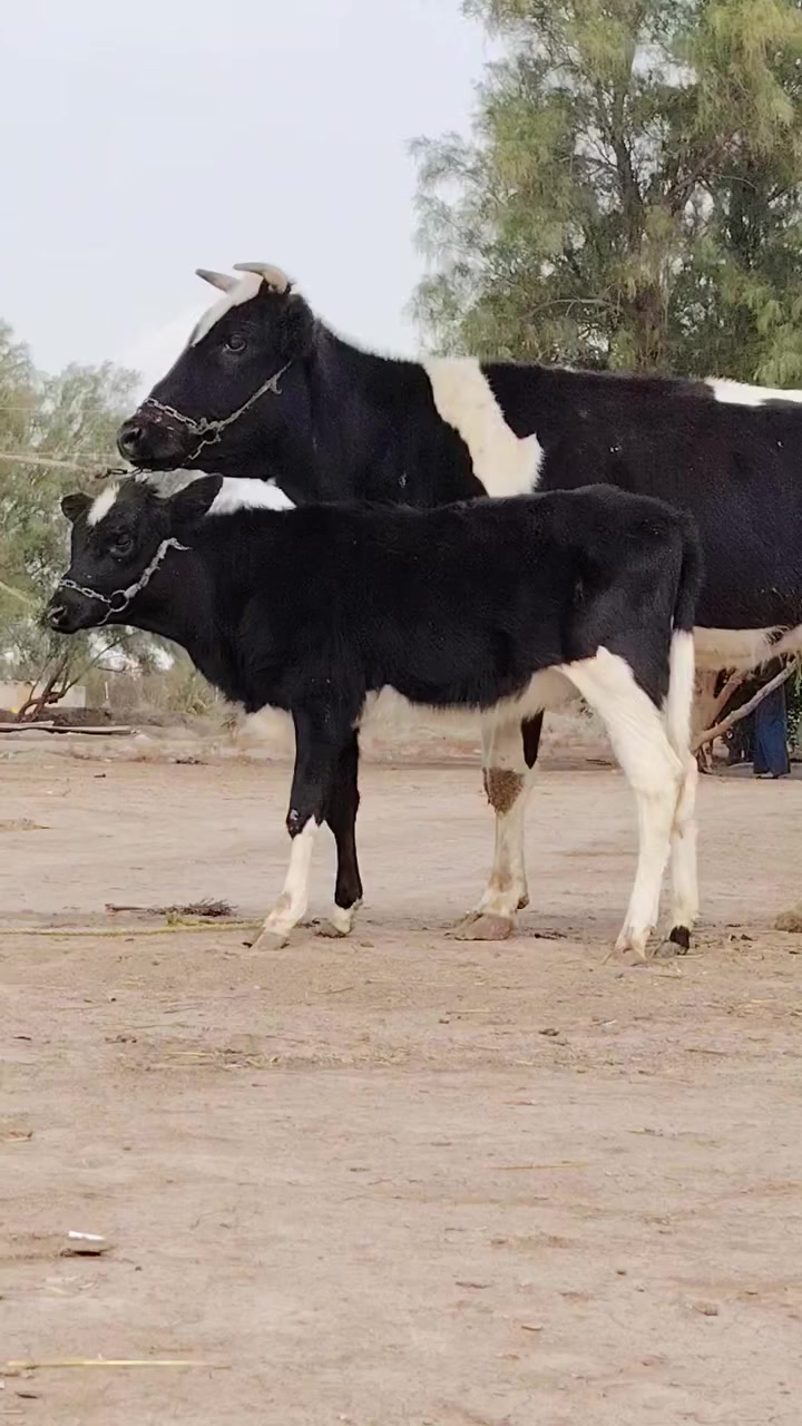 يا الله هوايش لبيع فريزيات بلاديات وراهن باجير فريزيات بلاديات وحدة ماخذه لفحل صار 6 تشهر مفحوصه سونار حلوه وخشنه وثانيه شهرين ونص صاحبات مواعين وشطر حرات يواحد يحلبهن مجنيات مالات جناي شرط لحليب ودسامه خير من الله هوايش مالات بيت مشروطات كافه شروط لجني لسعر2500 وثانيه 2850 لمكان بابل شوملي لسفسار ***********
