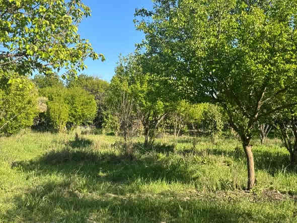 بستان ملك صرف زراعي المساحة دونم ونص الواجهة ٥٠ والنزال ٧٥ مسيجة بي ار سي وقرميد 

مي اسالة - مي سقي - بير ارتوازي - كهرباء وطنية- كهرباء مولدة - دار استراحة مساحة ١١٠ متر 

يحتوي اشجار (عرموط- مشمش- زيتون - حمضيات -نخل)

المكان بغداد_ الراشدية- منطقة الساده البو حياة-بلوك المهندسين 

***********
