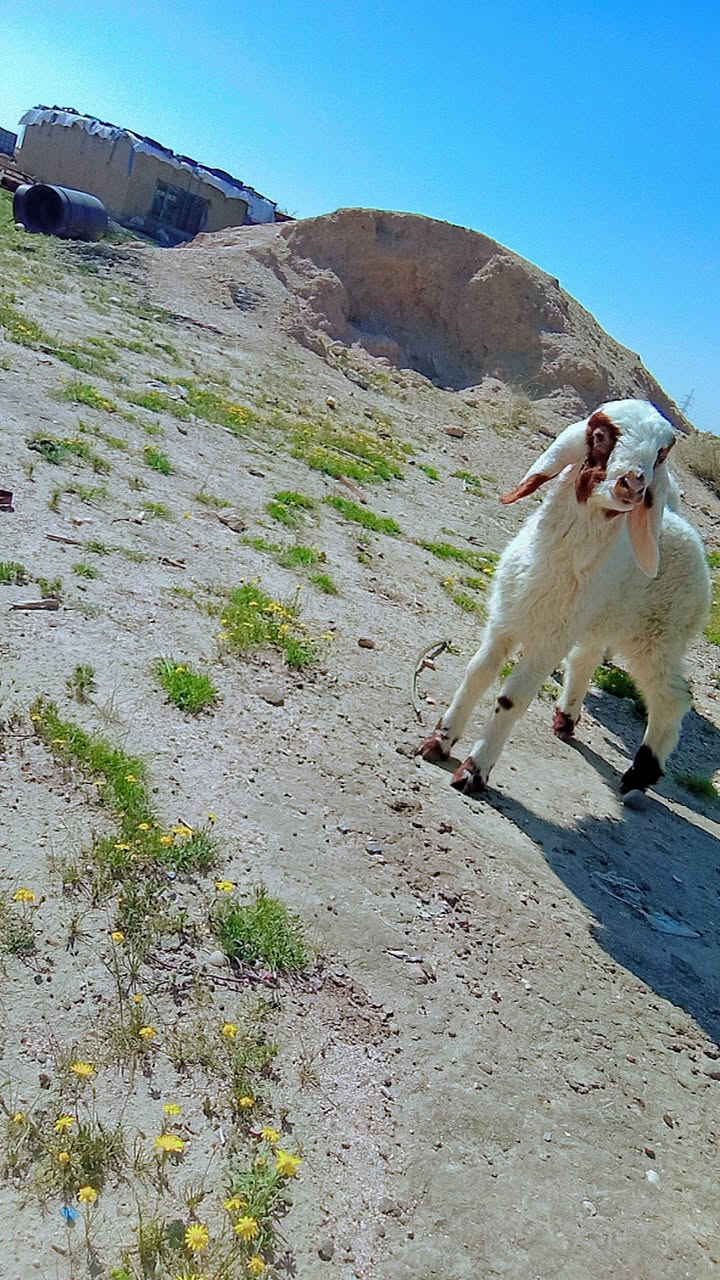 طليان ثنين نثايه بيهم ابو ضهير 
مكاني بصره ام قصر 
***********
