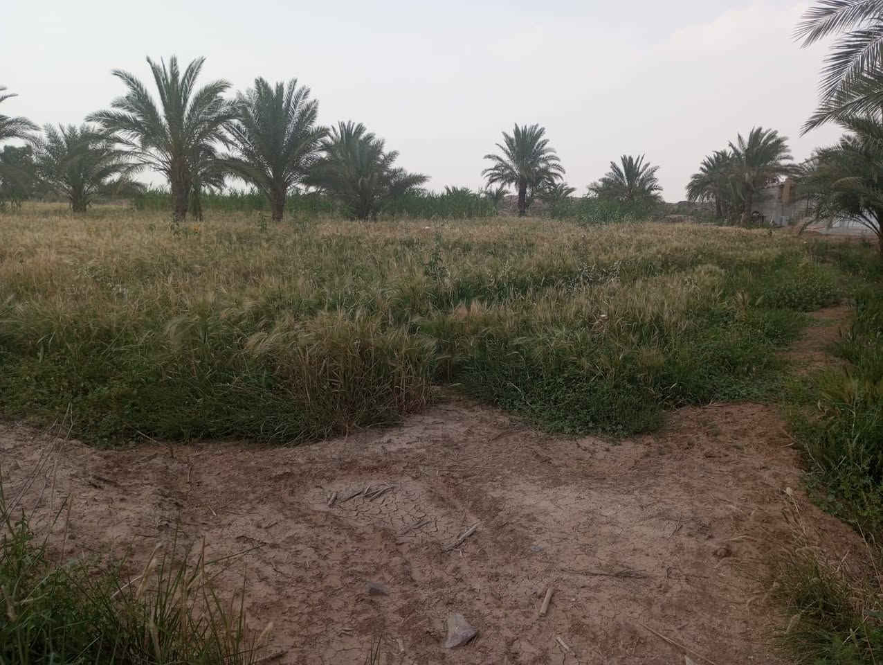 ارض زراعيه لبيع المساحه ٤٠٠ دونم العنون طريق كوت نعمانيه
متوفر كافه الخدمات لاستفسار ***********و ٠٧٧٢٤٧٠٦٠٠
