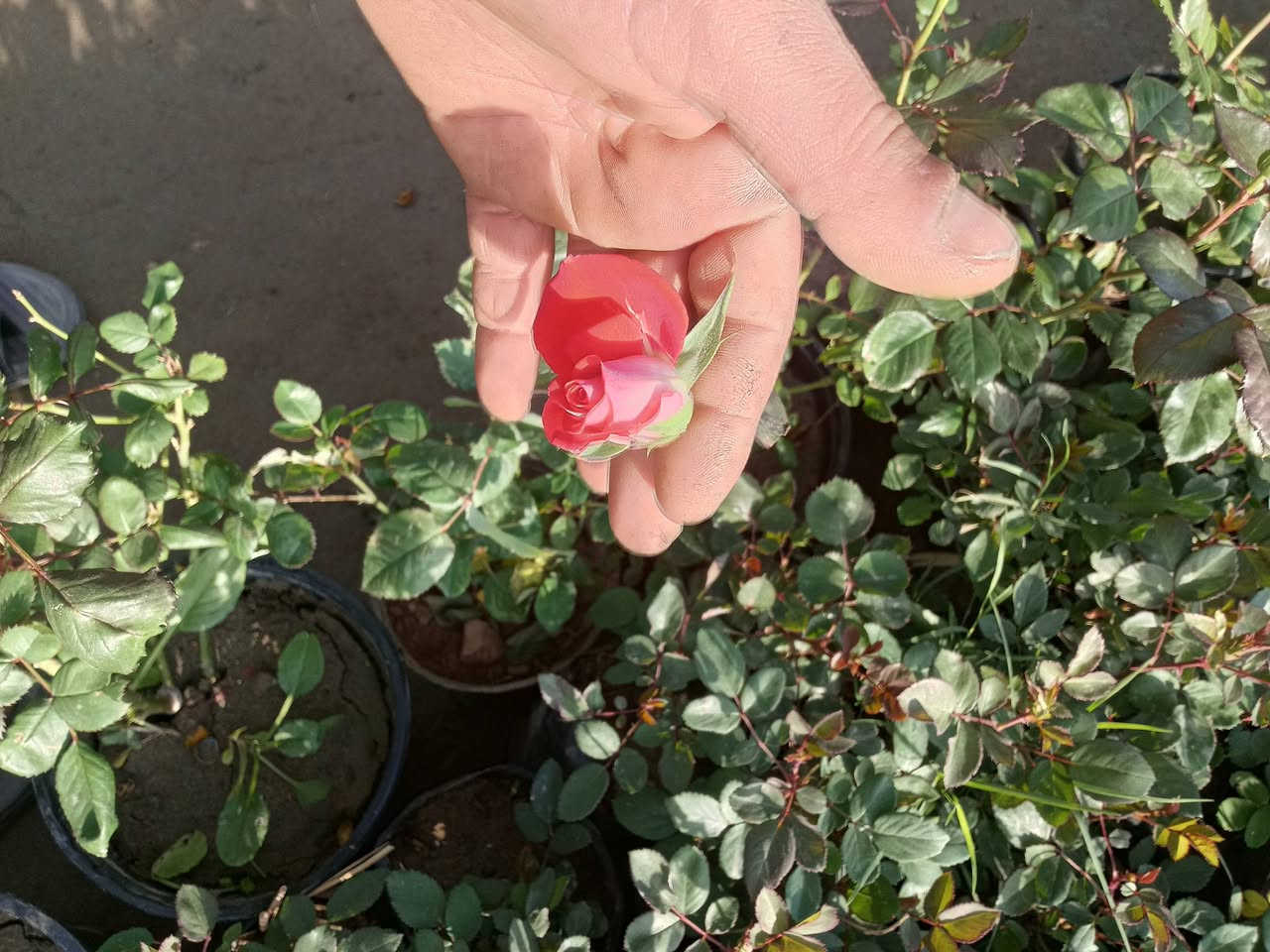 اللهم صلي على محمد وال محمد تم وصول وجبه جديده من الضليات بأنواعهه والحمضيات والورد الجوري بأنواعه واحجامه والورد الايراني بمختلف الالوان وبأسعار تنافسيه يعني بسعر الجمله وعنده جمله لاصحاب المشاتل وعنده توصيل هم كل مناطق المسيب يعني تريد تزورنه مليون هلا مالك خلك مابيك حيل اتصل وكلشي يوصلك لباب بيتك عنوانه مسيب حي المعلمين قرب سكت القطار مشتل الشمري


**إذا كنت صاحب هذا الإعلان وتريد حذفه لأي سبب، رجاءا أرسل رسالة إلى الدعم الفني**