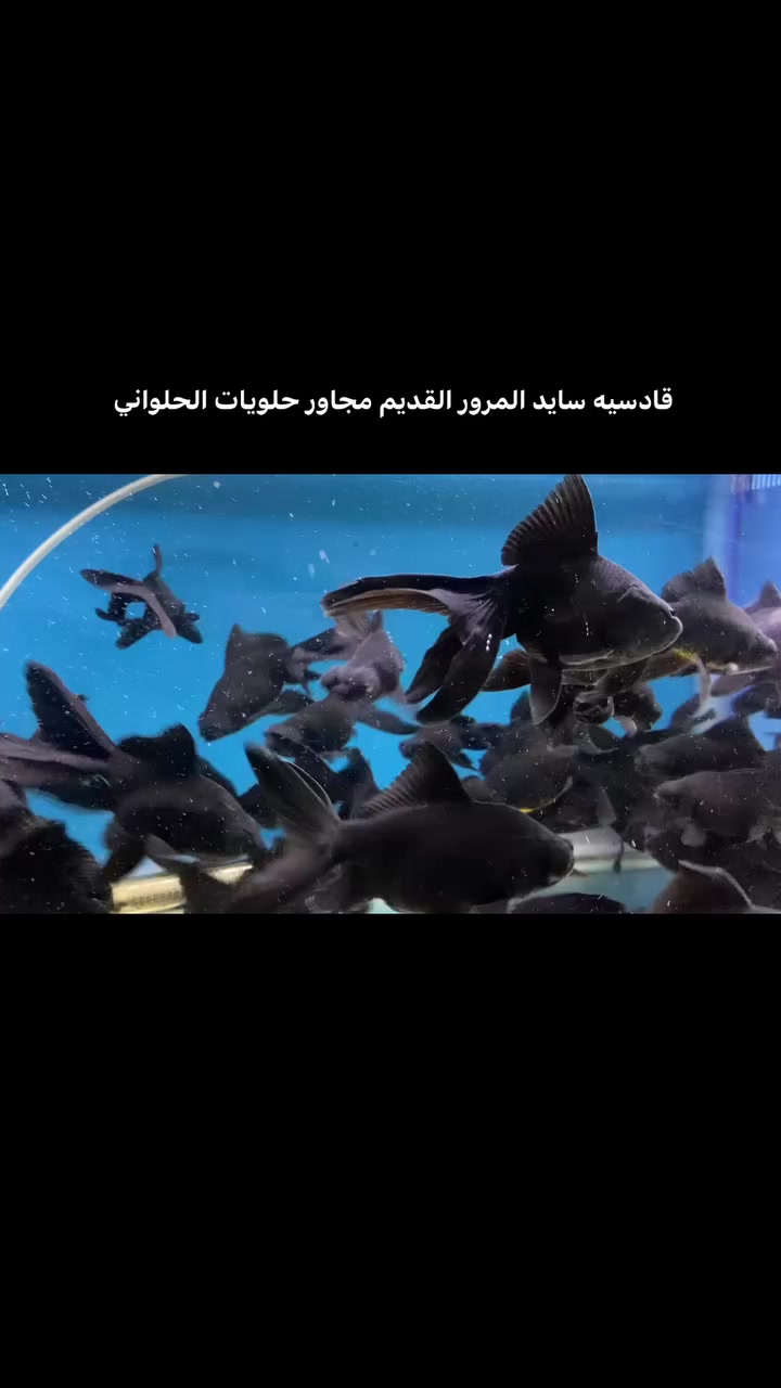 قادسيه سايد المرور القديم مجاور حلويات الحلواني


**إذا كنت صاحب هذا الإعلان وتريد حذفه لأي سبب، رجاءا أرسل رسالة إلى الدعم الفني**