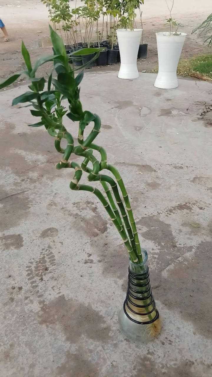 السلام عليكم 🌸
متوفر في مشتل البغدادي أجمل أنواع الشتلات 🌱
(نباتات زينة – أشجار – ورود )
أسعار مناسبة وجودة عالية 🌿
التوصيل متوفر داخل النجف فقط 

للطلب والاستفسار راسلونا خاص �


**إذا كنت صاحب هذا الإعلان وتريد حذفه لأي سبب، رجاءا أرسل رسالة إلى الدعم الفني**