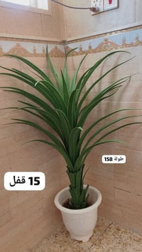 بلاش