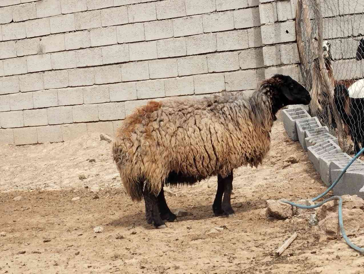 نعجه للبيع الاتصال ب***********
