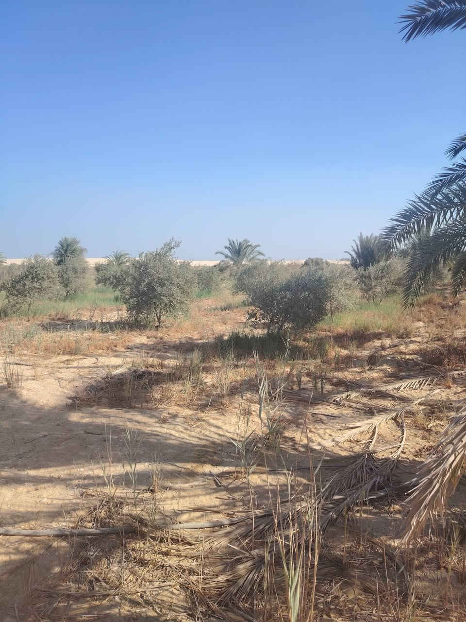 السلام عليكم ورحمة الله وبركاته توكلنا على الله 18 فدان محافظة دافعه القسط الأول
على بعد 800 متر من الصحراوي الغربي على مدق الكوثر بها بيرخاص محول خاص بيت خاص شبكة رئيسي بالكامل بها 8 فدان زيتون مثمر عمر 6سنوات عجيزي مهمل بها 100 نخله صعيدي تربه ممتازه تصلح لجميع انواع الزراعات لتواصل عبر واتساب او فون 01140403794 المنيا مطاي الصور من الارض مباشر


**إذا كنت صاحب هذا الإعلان وتريد حذفه لأي سبب، رجاءا أرسل رسالة إلى الدعم الفني**