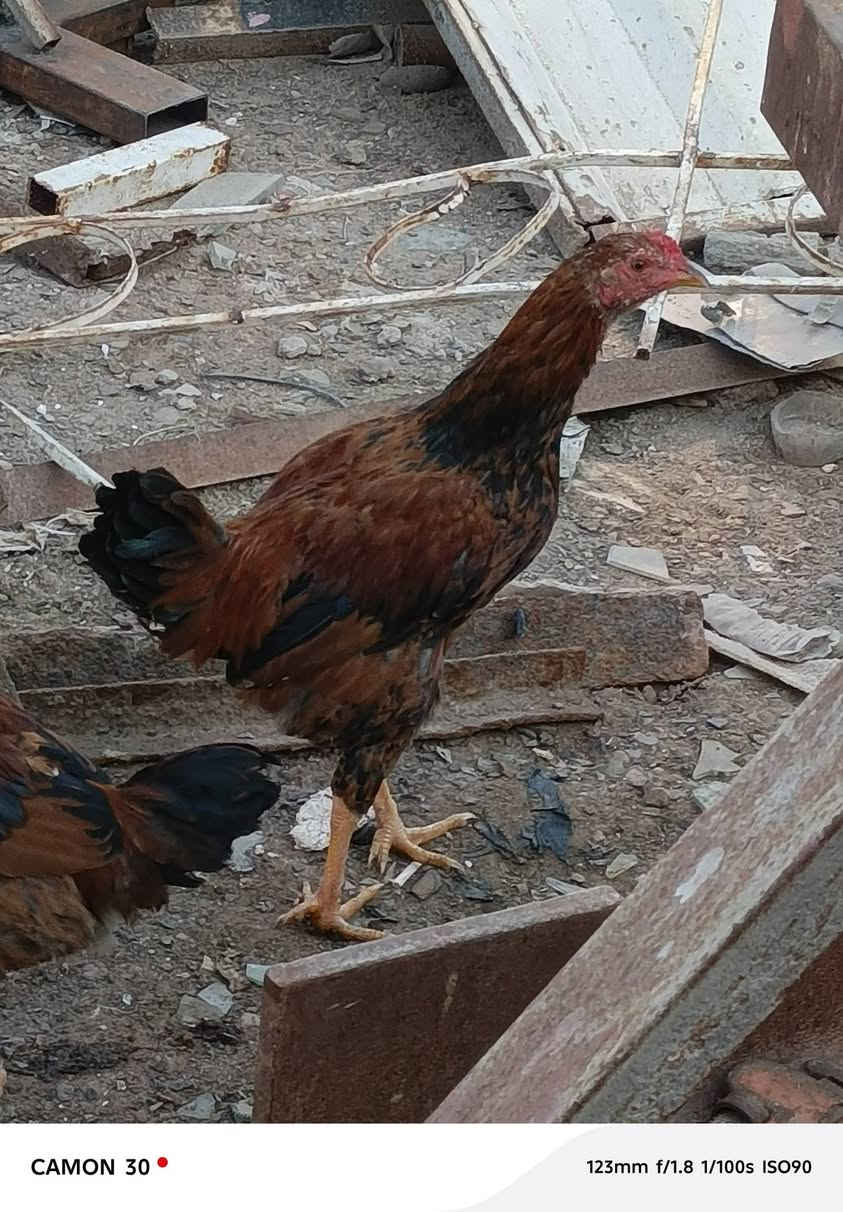 متاح ديج لبيع


**إذا كنت صاحب هذا الإعلان وتريد حذفه لأي سبب، رجاءا أرسل رسالة إلى الدعم الفني**