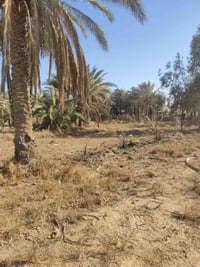 مزرعه • ١٨٥٠م • طريق الدغارة