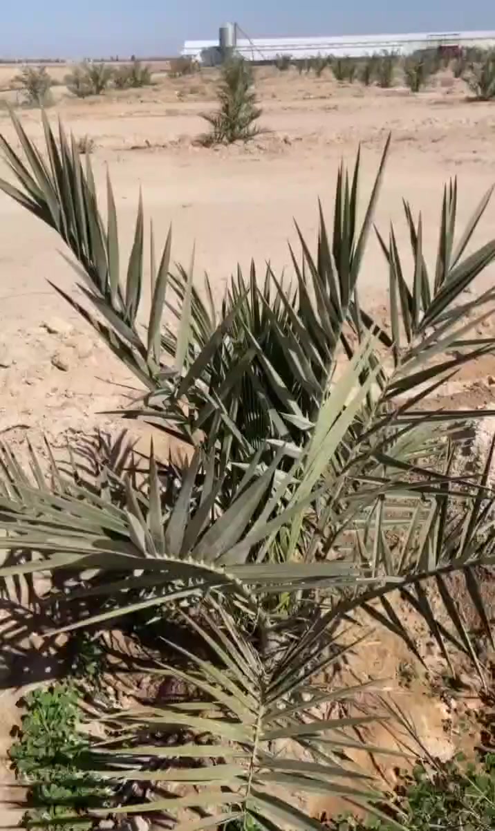 📍 ضمن جولاتنا الميدانية المستمرة
في محافظة كربلاء، ضمن خدمات ما بعد البيع ومتابعة حالة الفسائل المزروعة سابقاً 🌴
🔹 مستمرين وياكم من لحظة التجهيز إلى مرحلة الإنتاج
🔹 متابعة ميدانية حقيقية
🔹 برامج تسميد وعناية مدروسة حسب الحاجة
.

للاستفسار والتواصل:
- قسم المبيعات النخيل : ***********
- قسم المبيعات النخيل : ***********
- قسم الاسمده والتوصيل: ***********

الموقع: محافظة بابل، مدينة الحلة، طريق منطقة عوفي.

#البشير_مشروع_وطن  
#شركة_البشير_العالمية
