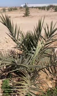 الحلة بابل • متابعة فسائل • تسميد وعناية