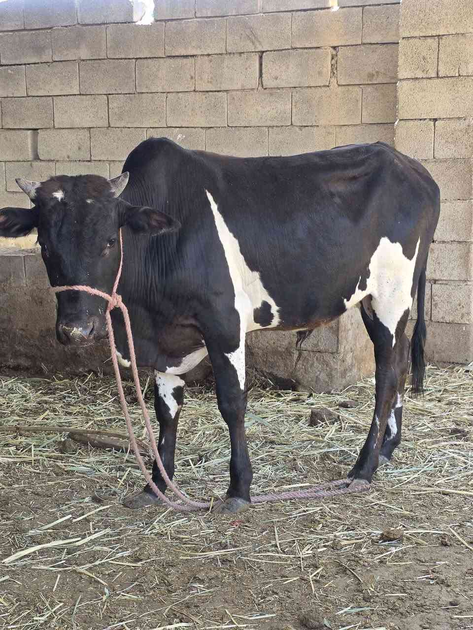 ثور جبير وسمين يرهم نذر العنوان العماره ***********
