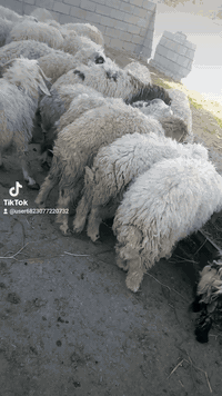 افلام صلي على محمد وال محمد متاح طليان للبيع العدد 25 طليان مال ربط خط اول كلها صادرهل شهر واحد تبيع اذا تلقى علف وين الرباطه عم يدورون مشروع زين هذا مشروع ناجح 25 طلي مال ربط يلا عيني صلوا على محمد السعر خاص مكان الحلال بغداد مشاهده.   ‏‪***********‬‏
