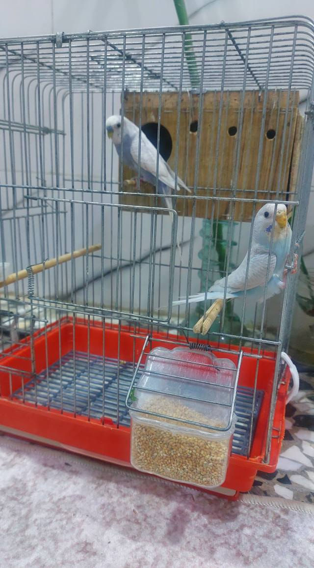 هنه والقفص عمارة, ميسان


**إذا كنت صاحب هذا الإعلان وتريد حذفه لأي سبب، رجاءا أرسل رسالة إلى الدعم الفني**