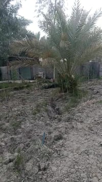 كربلاء لعطيشي • بستان • ٢٥٠٠م