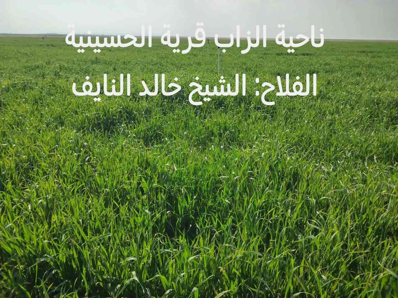 بفضل الله تعالى 
نتائج الأسمدة الورقية الخاصة 
من أرض ناحية الزاب قرية الحسينية 
حقل الفلاح: الشيخ خالد النايف 
تجهيز شركة ربيع الياسمين 
المهندس: سمير علي الطاهات 
للطلب:***********
مع وجود خدمة التوصيل كافة محافظات العراق
