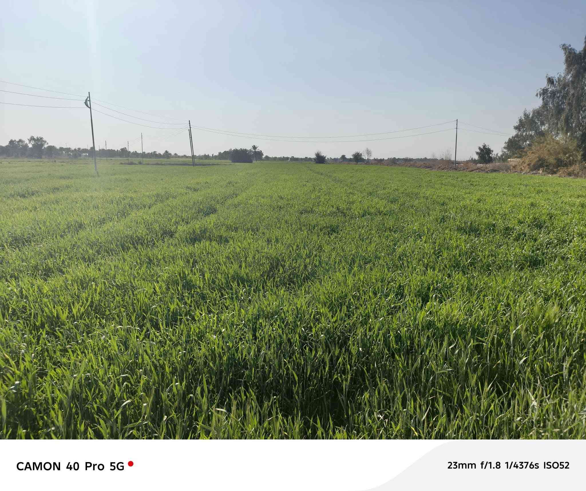 ارض للبيع ٢٤ دونم  طابو صرف بيها بيت ونهر مي متوفر  وطريق وكرهباء  رسمي على طريق حمزه شوملي ٨٠٠ متر عن شارع الشراي يتصل ***********
