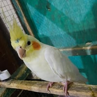 كوكتيل • نثية • طيور أليفة