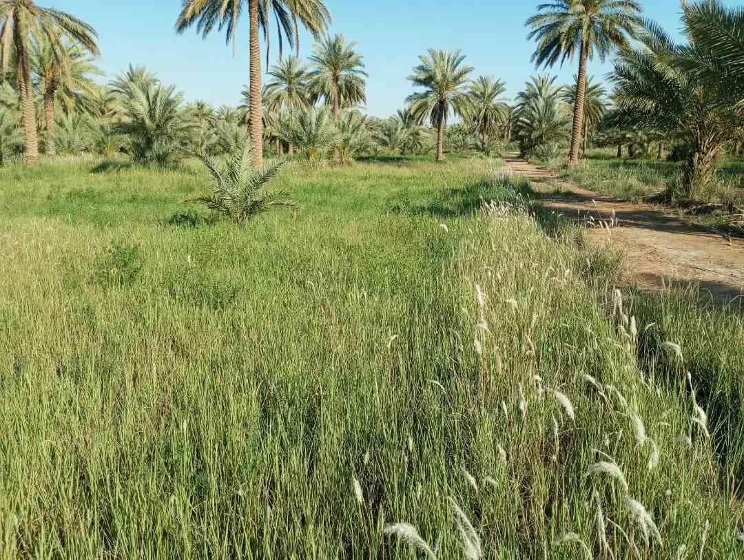 للبيع  قطعه  مساحه 1750م طابو زراعي سند 25 طريق بغداد كربلاء تنزل شارع الخدمي الزوار تقريبا 400م بل زايد  قطعه مخدمه كهرباء مي كلشي متوفر يمها

#كربلاء #طريق_بغداد #الخدمي #الزوار #عقار #للبيع  #زراعي  #كربلاء
#كربلاء_المقدسة
#عقارات_كربلاء
#بيوت_كربلاء
#أراضي_كربلاء
#كربلاء_اليومعقارات_كربلاء #كربلاء #عقارات_العراق #بيوت_للبيع #اكسبلور #ترند_العراق #استثمار #عقار #كربلاء_المقدسة #fyp #عقاراتي #دار_للبيع


**إذا كنت صاحب هذا الإعلان وتريد حذفه لأي سبب، رجاءا أرسل رسالة إلى الدعم الفني**