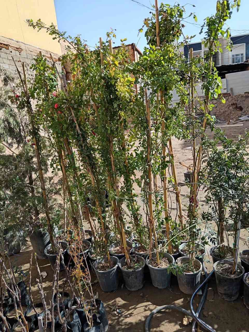 ما شاء الله 😍

متوفر جوري متسلق عطري في مشتل ابوبكر 

ارتفاع مترين واكثر السعر 10.000 الاف فقط 😍

#العنوان_القائم_حصيبة 
شارع ابو رندة القديم شارع صيدلية النبع مقابل قرطاسية ديار الأمل 

الإتصال ***********  ابوبكر
