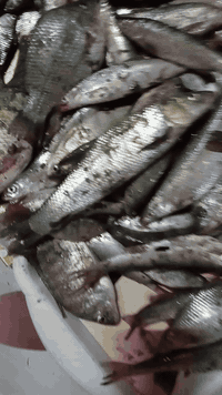 السلام عليكم اخواني سمج صيد كاريبي وابو خريزة وشانك وهواي انواع
 الكاريبي ب 5 الكيلو
ابو خريزة ب 6 الكيلو
الشانك ب 3 الكيلو 
مخبوط زوري ب 3 الكيلو
مكاني تاجي حي الحسن العسكري *********** قرب مدرسة الاخيضر ***********
