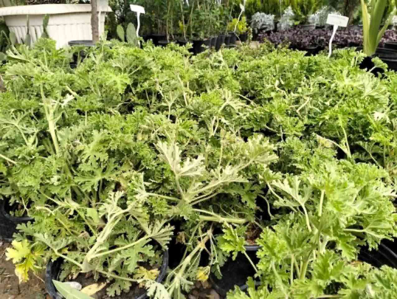 وصلت مجموعه كبيره وجميله من النباتات الخارجيه 
لطلب والاستفسار مراسلة الصفحه يوجد خدمة توصيل خانقين جلولاء سعديه


**إذا كنت صاحب هذا الإعلان وتريد حذفه لأي سبب، رجاءا أرسل رسالة إلى الدعم الفني**