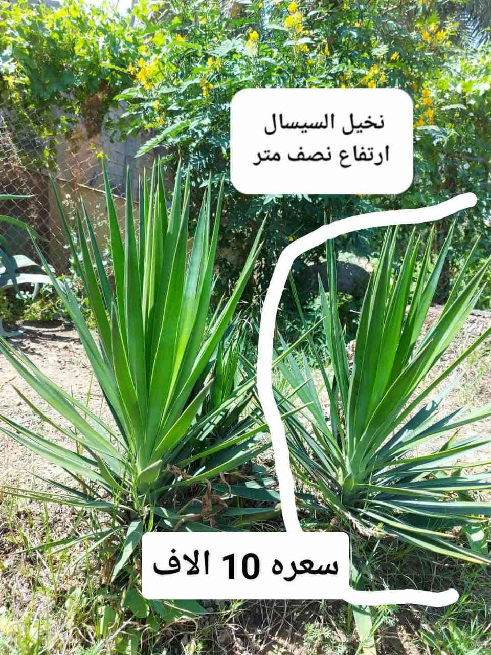 للحجز والاستفسار على رقم
الواتس اب ***********
