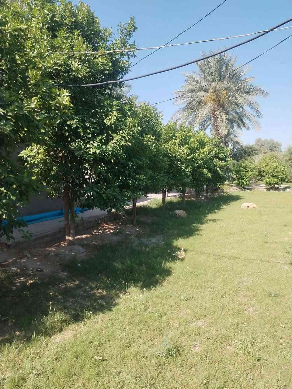 يا الله اسلام عليكم ورحمة الله وبركاته ٧ دونم زراعي عقد 35العنوان اجبله منطقت الحيدري متوفره كافت الخدمات ما مباشر ع المشروع بيه ثلاث ابيوت بستان زهدي وخستاوي وحمضيات الاستفسار *********** صاحب الارض واتساب
