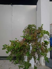 ورد • نباتات • كلار