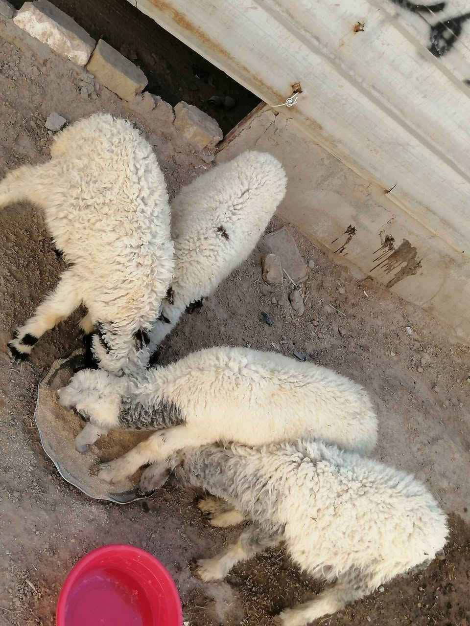 طليان لبيع نثايه شرط الصحاه جني مكفولات صحيات نضيفات يرهمن نذر يرهمن جني
المكان دوانيه قضاء الشاميه
السعر الوحده ١٤٠ بيهن مجال للشراي يخابر بيه خير ويدلل ***********
