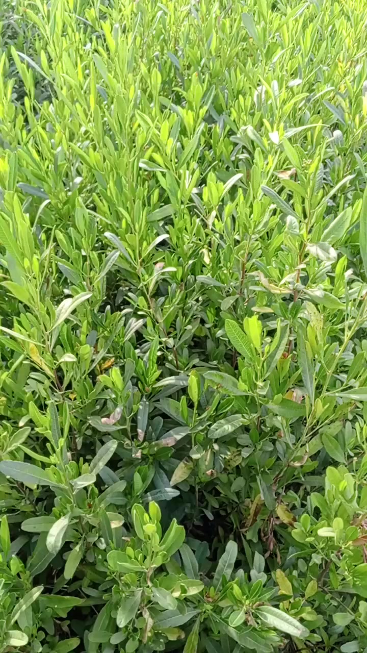 سلام عليكم ورحمه الله ،،،تتوفر ددونيا للبيع جمله فقط بسعر ٣٠٠ دينار لبيع جمله فقط  بغداد جزيره السياحية الإتصال اكثر ***********
