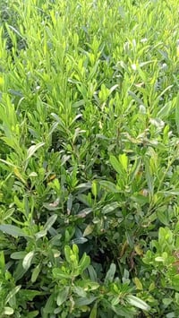 ورحمه الله ،،،تتوفر ددونيا للبيع جمله فقط بسعر ٣٠٠ دينار لبيع جمله فقط...