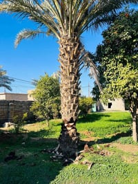 تكريب نخيل • درجة اولى • ناحية الزاب