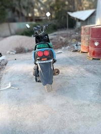 سكنس جبلي • بطة • تحتاج ترتيب