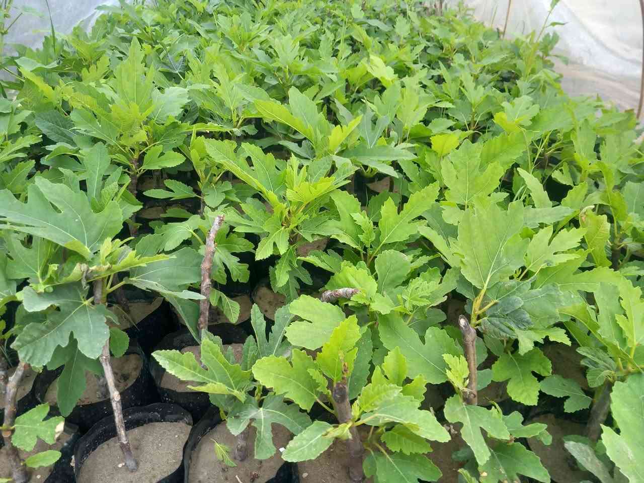 تين بني مسلم بالالف الوحده.
٥ تينات ب ٤ الالف
١٠ تينات ب ٨ الالف
التوصيل مجاني داخل الانتصار والراشديه وسعد طالب


**إذا كنت صاحب هذا الإعلان وتريد حذفه لأي سبب، رجاءا أرسل رسالة إلى الدعم الفني**